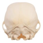 Real Domestic Dog Skull – Schnauzer Puppy