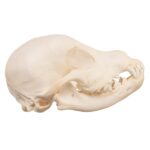 Real Domestic Dog Skull – Schnauzer Puppy