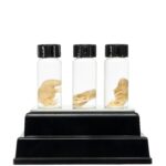 Real Pinky Mouse Wet Specimen – Single