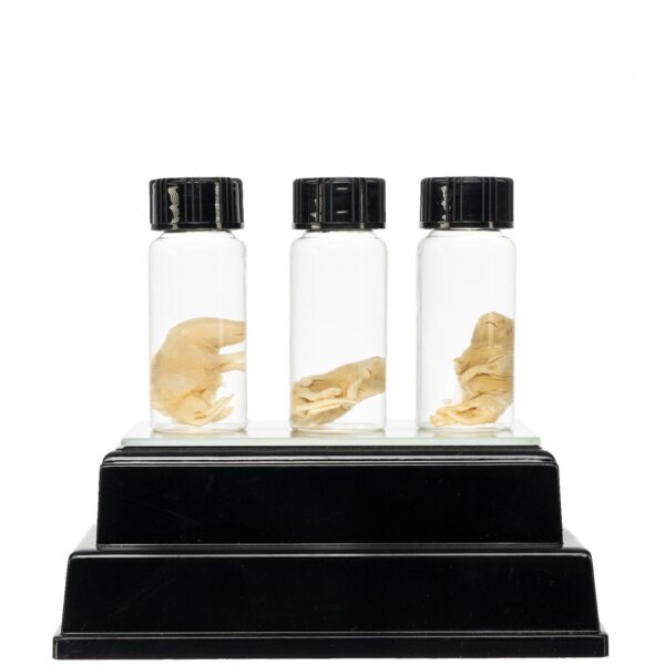Real Pinky Mouse Wet Specimen – Single
