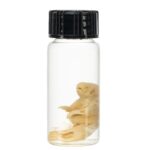 Real Pinky Mouse Wet Specimen – Single