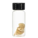 Real Pinky Mouse Wet Specimen – Single