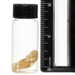Real Pinky Mouse Wet Specimen – Single