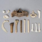 Real Search & Rescue Dog Cadaver Training Bones