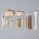 Real Search & Rescue Dog Cadaver Training Bones
