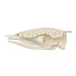 Replica Nine-banded Armadillo Skull