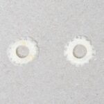 Real Lizard Sclerotic Ossicle Pair