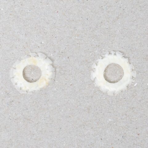 Real Lizard Sclerotic Ossicle Pair