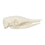 Replica Nine-banded Armadillo Skull