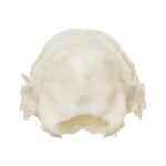 Replica Nine-banded Armadillo Skull