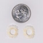 Real Lizard Sclerotic Ossicle Pair