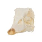 Real Muscovy Duck Skull