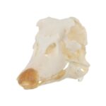 Real Muscovy Duck Skull