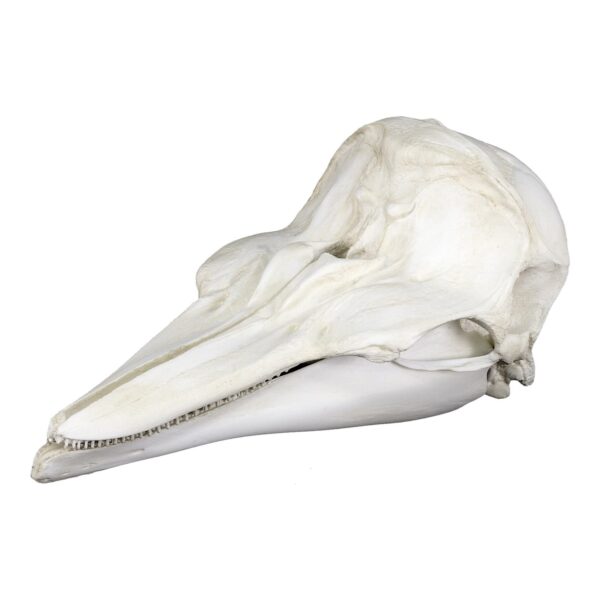 Replica Dall’s Porpoise Skull