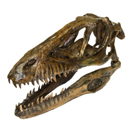Replica Deinonychus Skull