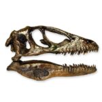 Replica Deinonychus Skull
