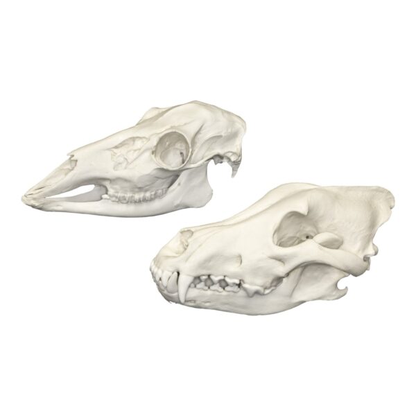 Replica Comparative Skull Kit – Deluxe Predator and Prey
