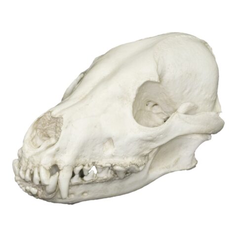 Replica Dhole Skull