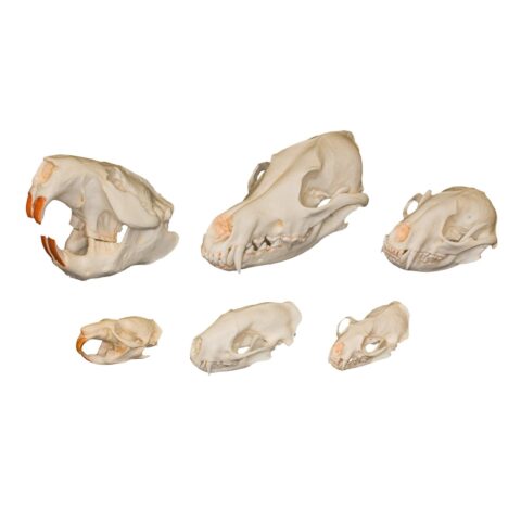 Comparative Skull Kit - Dietary