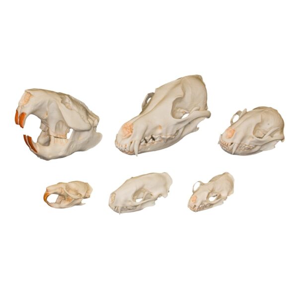 Comparative Skull Kit – Dietary