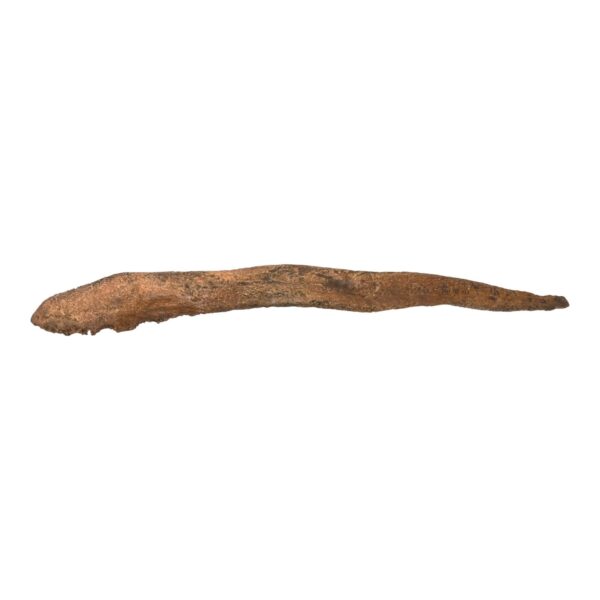 Replica Dire Wolf Baculum