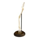 Real Domestic Cat Forelimb – Articulated