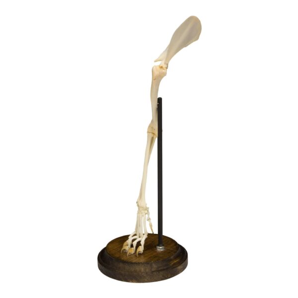 Real Domestic Cat Forelimb – Articulated