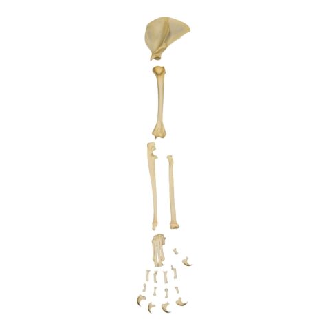 Real Domestic Cat Forelimb - Disarticulated