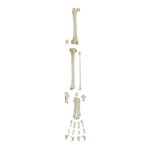 Real Domestic Cat Hindlimb - Disarticulated