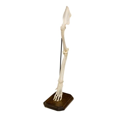 Real Domestic Dog Forelimb