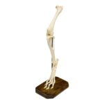 Real Domestic Dog Hindlimb