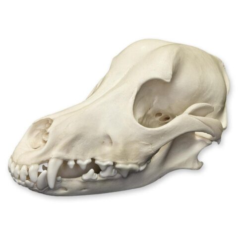 Real Domestic Dog Skull - 1 lb