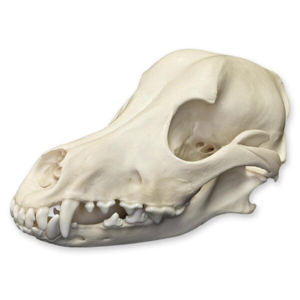 Real Domestic Dog Skull – 1 lb