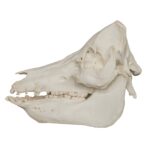 Replica Domestic Pig Skull