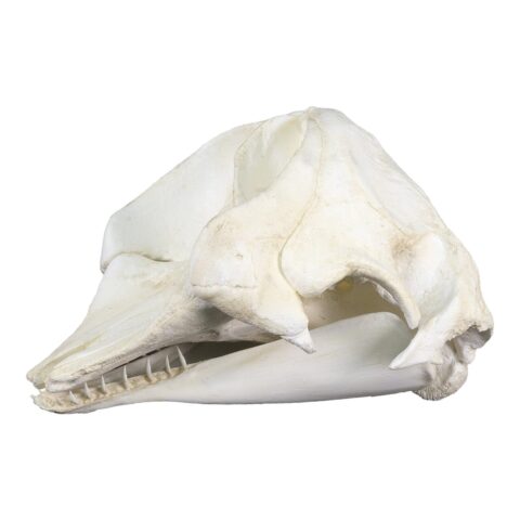 Replica Dwarf Sperm Whale Skull