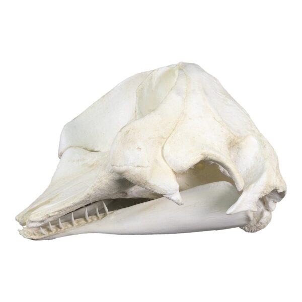 Replica Dwarf Sperm Whale Skull