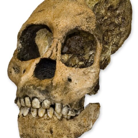 Replica Taung Child Skull - 3 Pieces