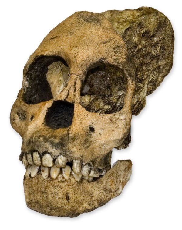 Replica Taung Child Skull – 3 Pieces