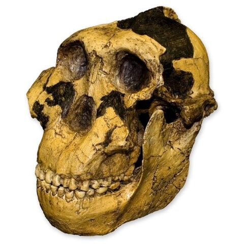 Replica Zinjanthropus OH-5 Skull