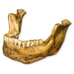 Replica Mauer Jaw