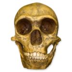 Replica Forbes Quarry Skull