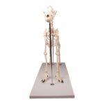 Replica Dog Skeleton “Olaf”