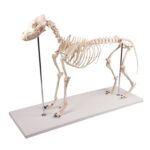 Replica Dog Skeleton “Olaf”