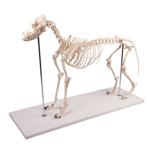 Replica Dog Skeleton "Olaf"