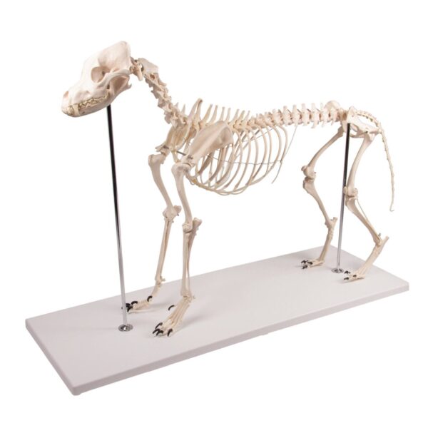 Replica Dog Skeleton “Olaf”
