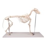 Replica Dog Skeleton “Olaf”