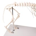 Replica Dog Skeleton “Olaf”