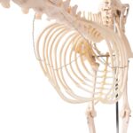 Replica Dog Skeleton “Olaf”