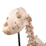 Replica Dog Skeleton “Olaf”