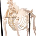 Replica Dog Skeleton “Olaf”